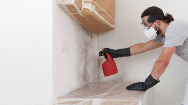 Basement Mold Remediation treatment on basement walls in Cary